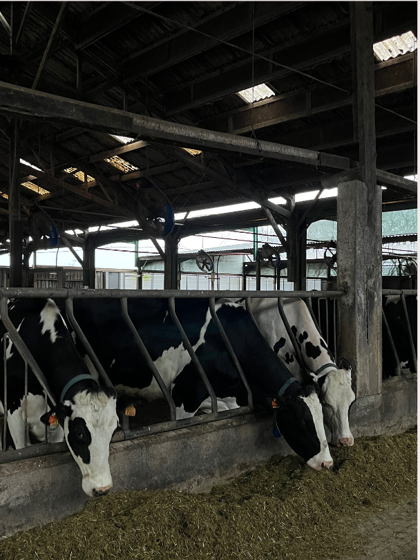 Lors de la visite, nous sommes aller dans l'étable ou se trouvais les vaches