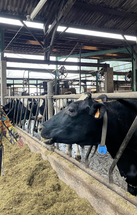 Lors de la visite, nous sommes aller dans l'étable ou se trouvais les vaches