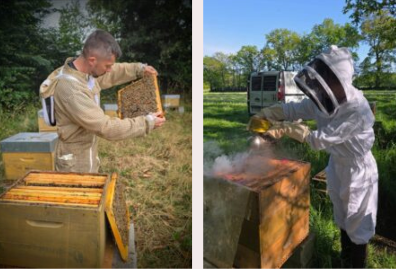 Ruche d'abeilles avec agriculteur de la fabrik des reines